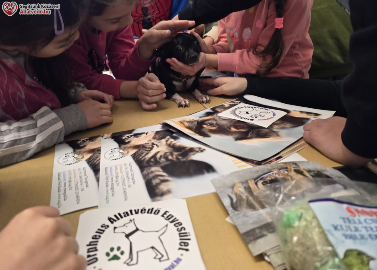 Állatvédelmi szemléletformálás a felelős állattartásért