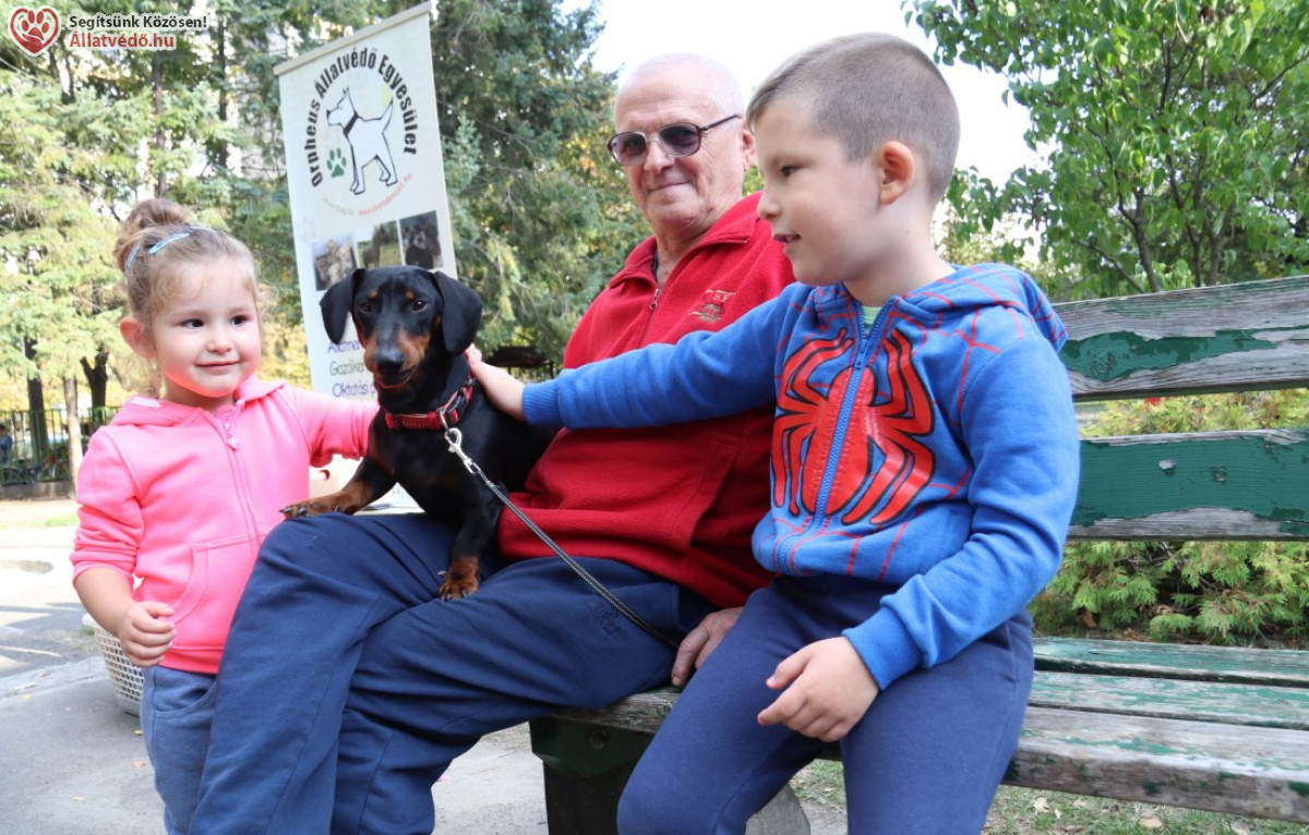 Állatok Világnapja – Október 4. üzenete: az állatok élete a mi döntéseinken múlik