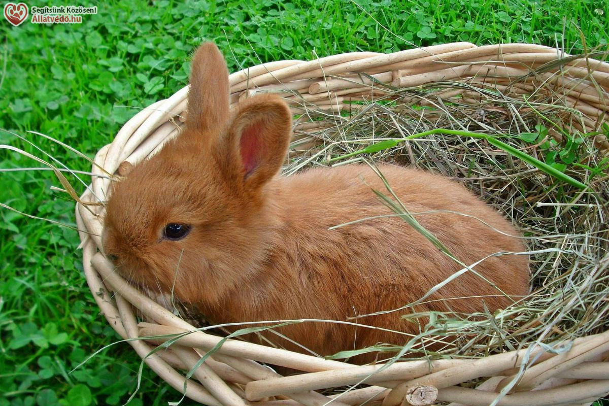 NyusziSTOP-ot kérnek az állatvédők húsvétra