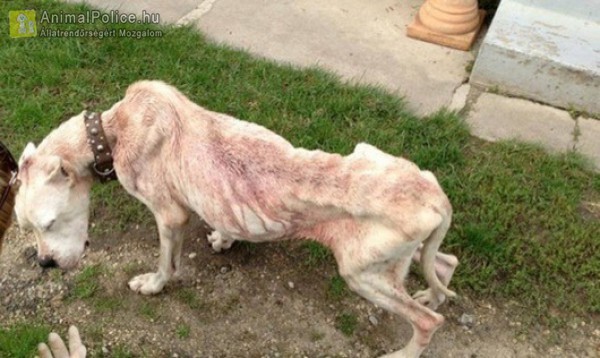 Hónapok óta éhezett a megmentett 16 kutya
