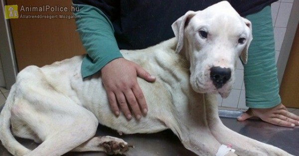 Hónapok óta éhezett a megmentett 16 kutya