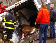 A lószállító jármű és a ló védelmében A lószállító jármű és a ló védelmében