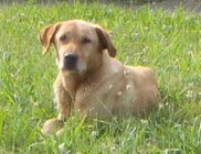 Száz kilométerre kóborolt el Buksi - megmenekült, hazakerült Száz kilométerre kóborolt el Buksi - megmenekült, hazakerült